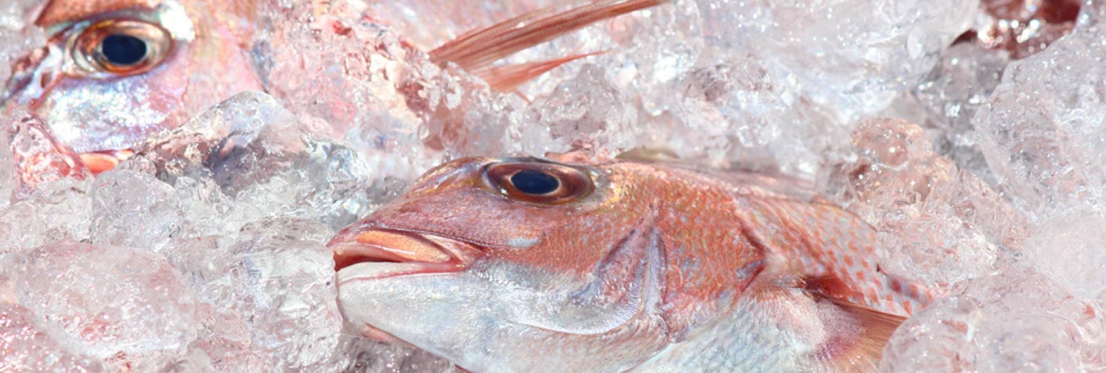 おさかなボックス