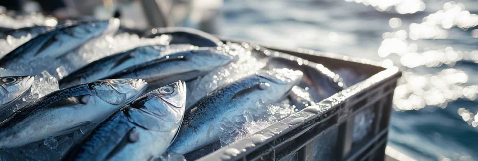 おさかなボックス