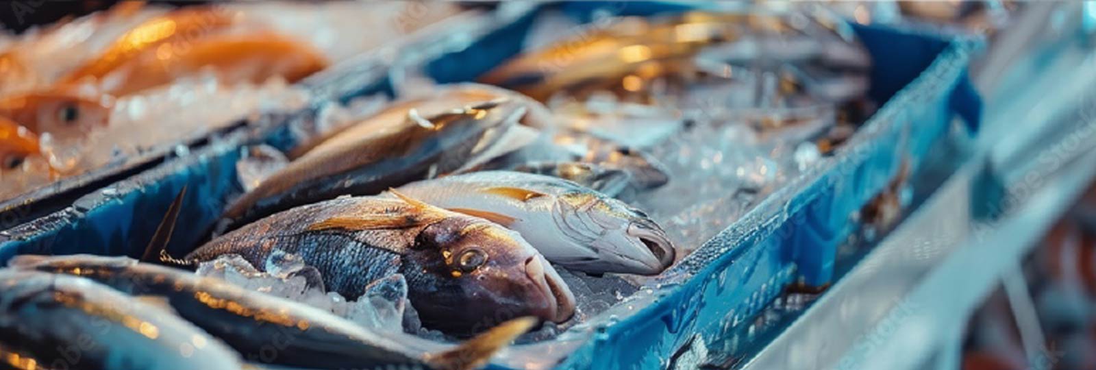 おさかなボックス