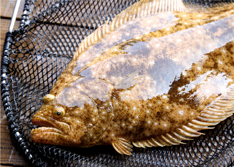 天然ヒラメ