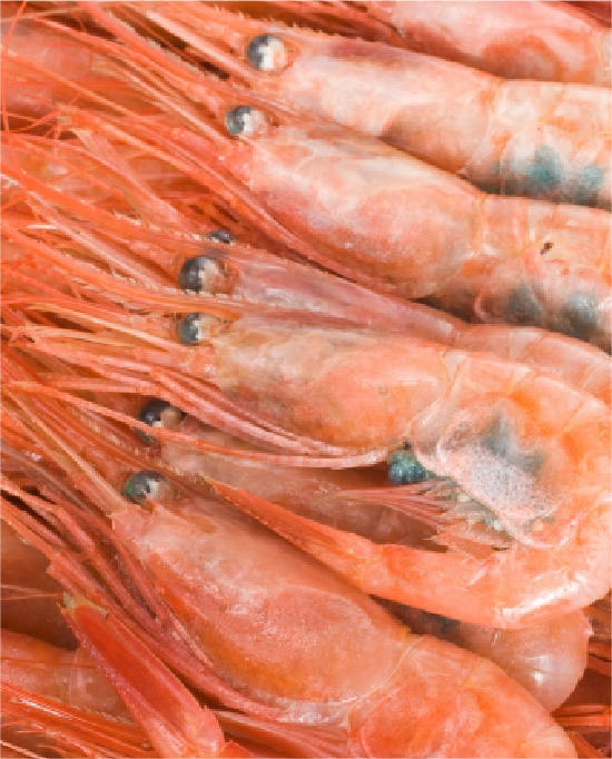 ホッコクアカエビ（アマエビ）