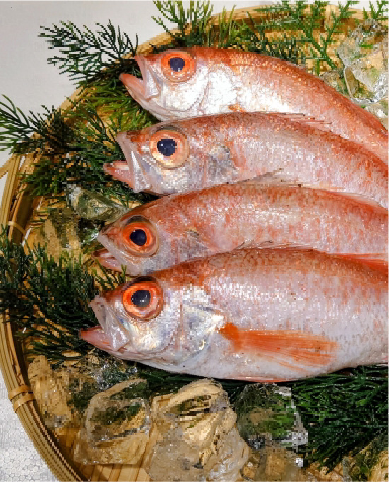 アカムツ（ノドグロ）