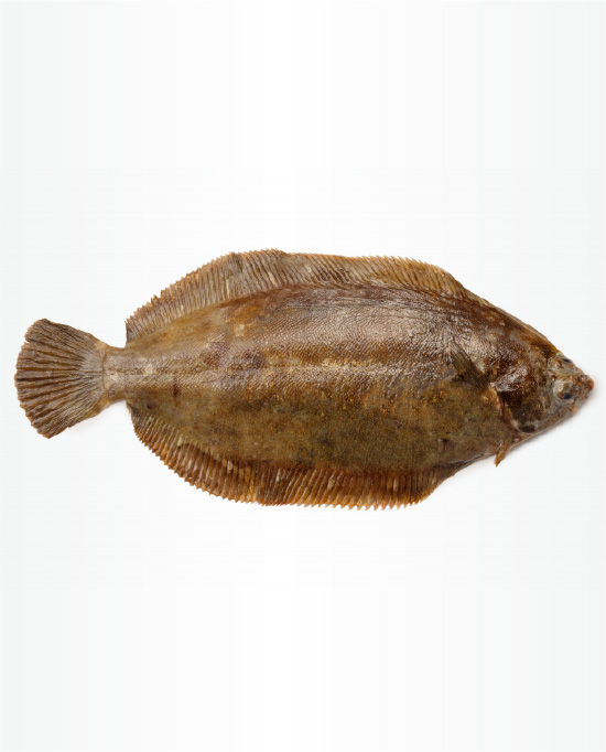 ババカレイ（ナメタガレイ）