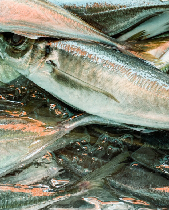 ブリ（イナダ・ワラサ）