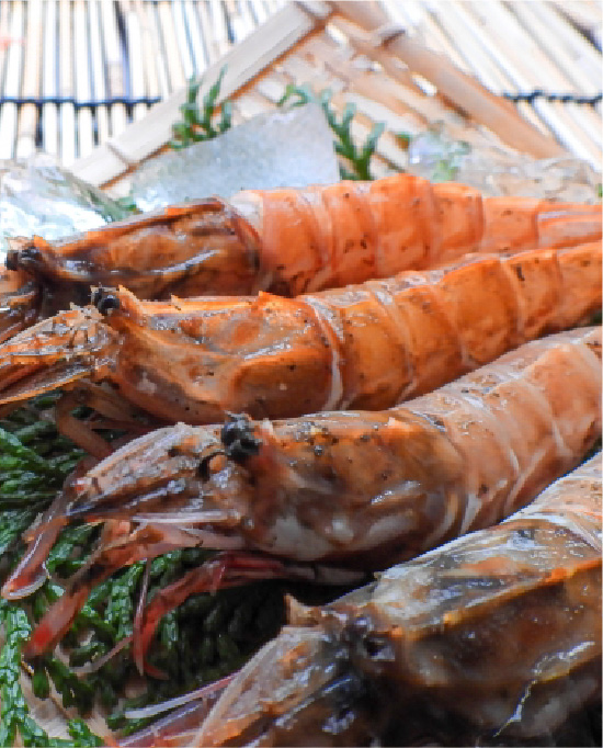 クロザコエビ・トゲザコエビ（ガサエビ）