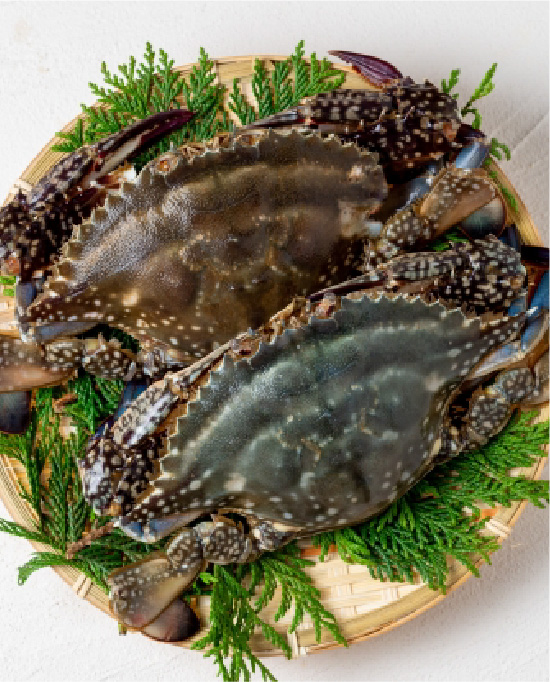 ガザミ（ワタリガニ）