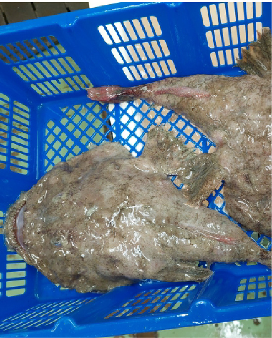 ギアンコウ（アンコウ）