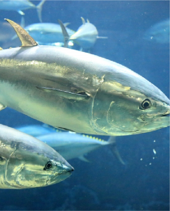 クロマグロ（ホンマグロ）