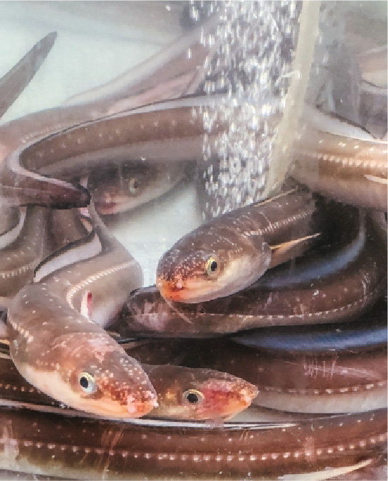 クロヌタウナギ（アナゴ）